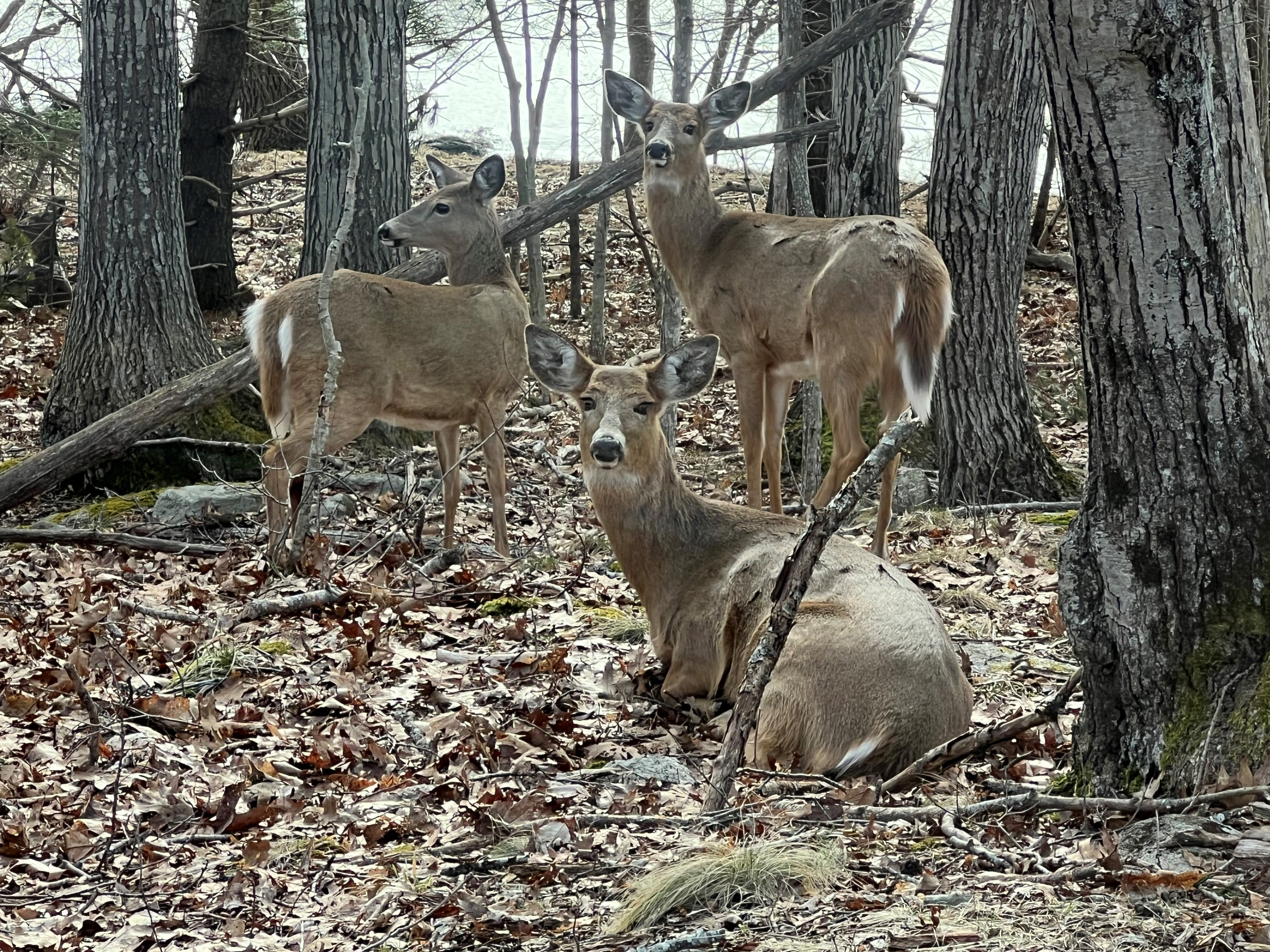 Wildlife at Maine Yankee site img 1