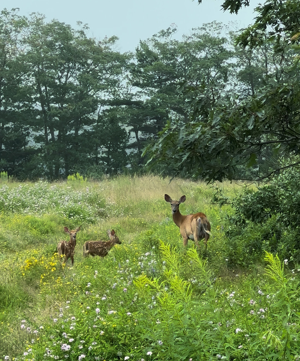 Wildlife at Maine Yankee site img 2