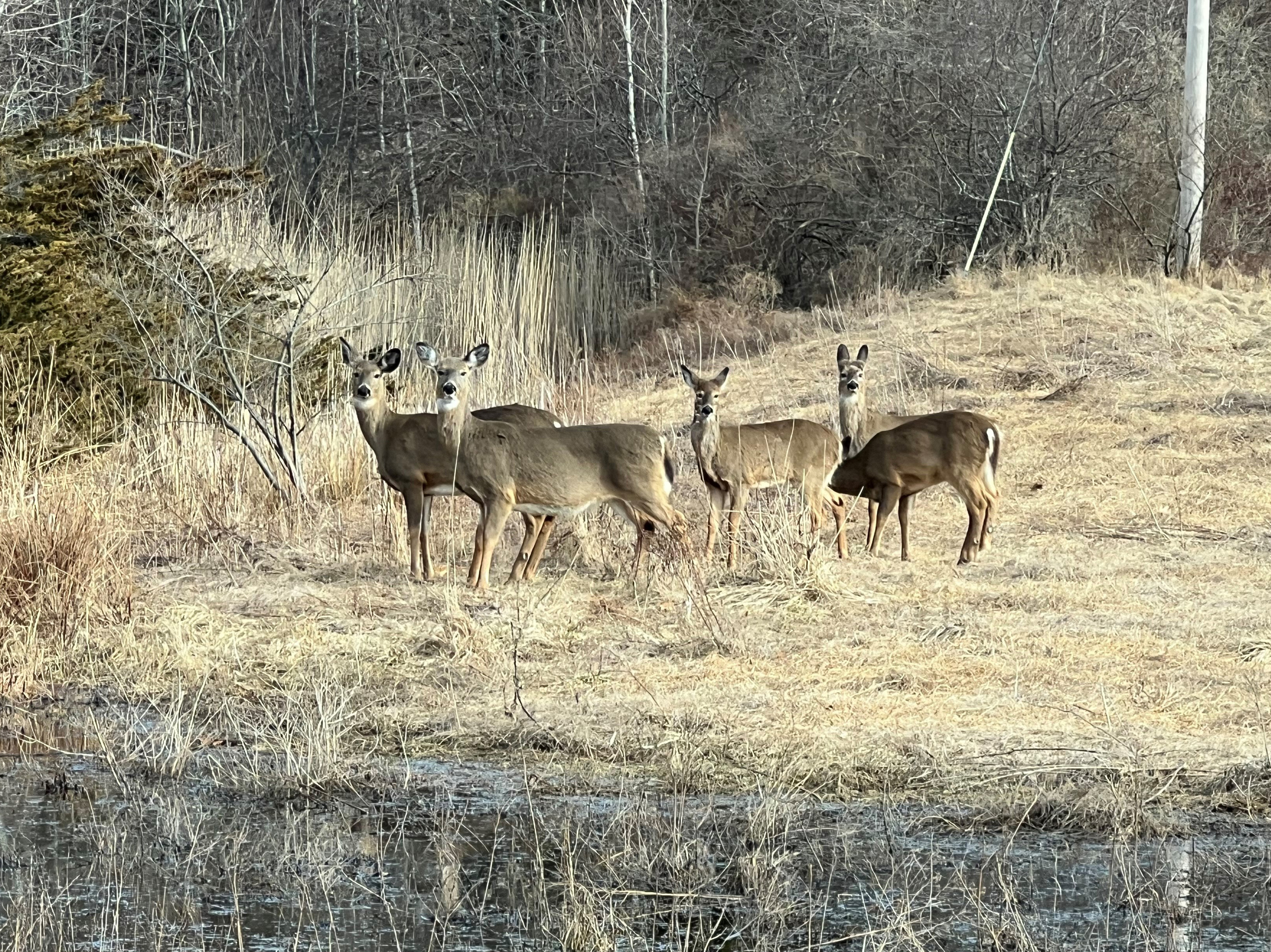 Wildlife at Maine Yankee site img 3