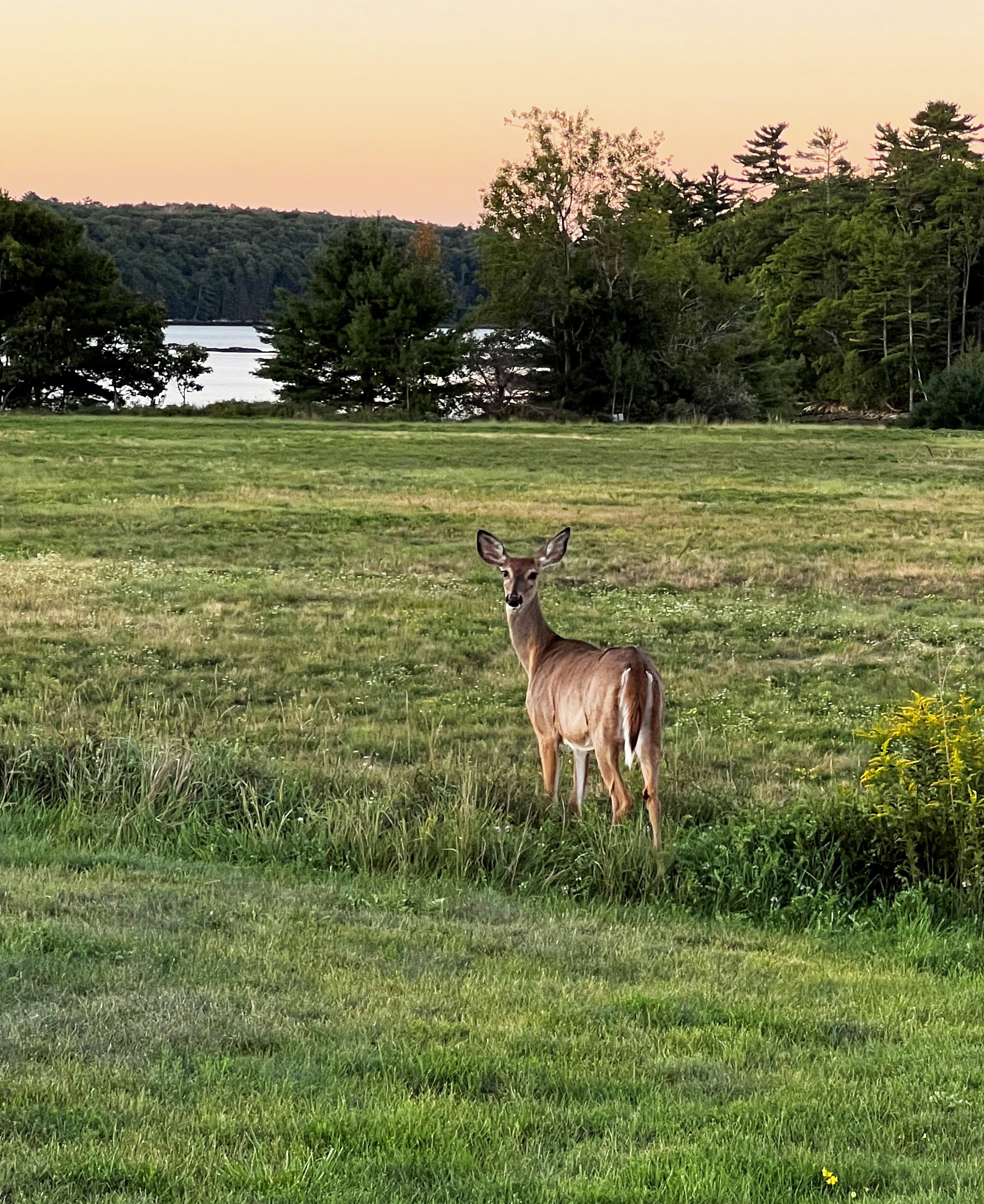 Wildlife at Maine Yankee site img 4