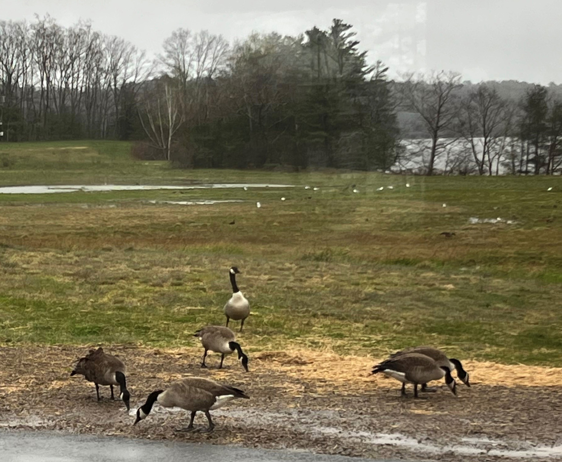 Wildlife at Maine Yankee site img 5