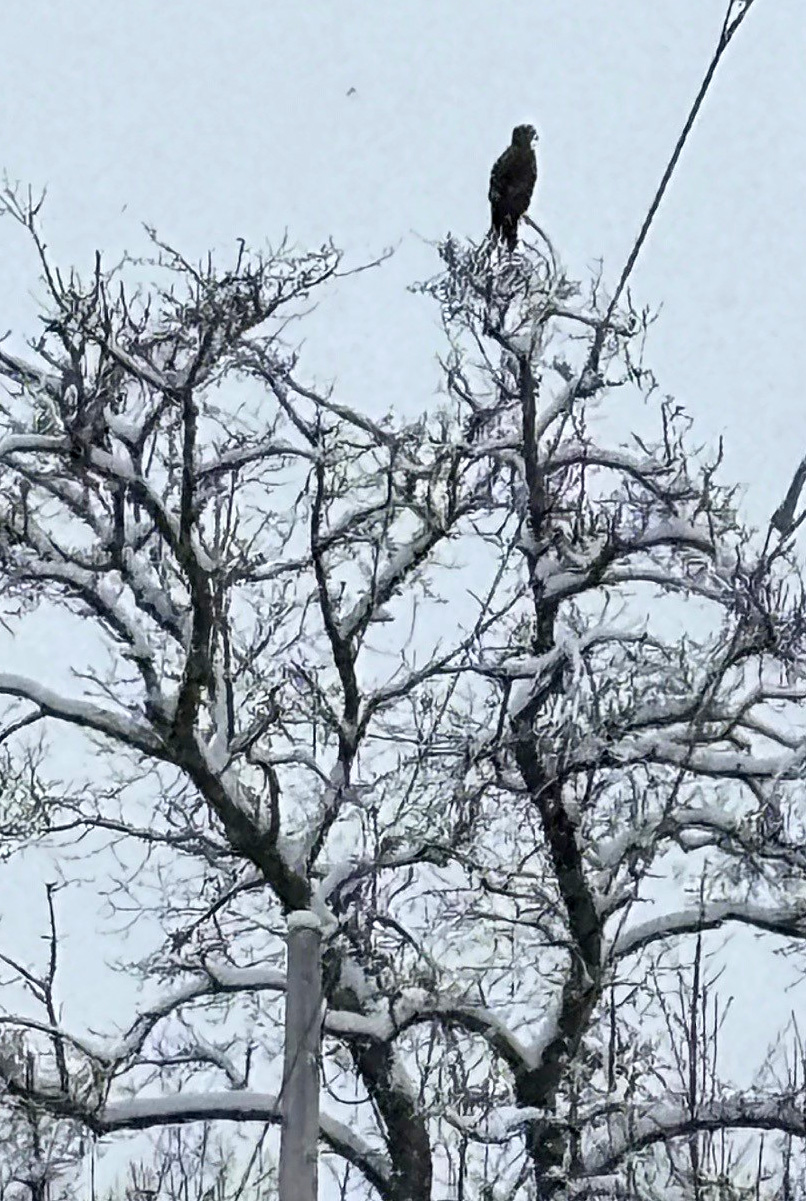 Wildlife at Maine Yankee site img 6
